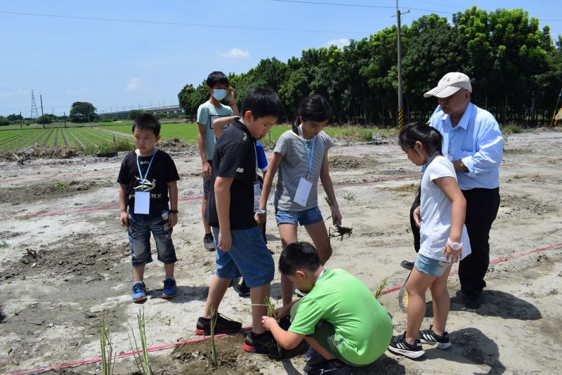 ▲元長塞外風情園區種植香茅。（圖／記者洪佳伶攝,2020.08.19）