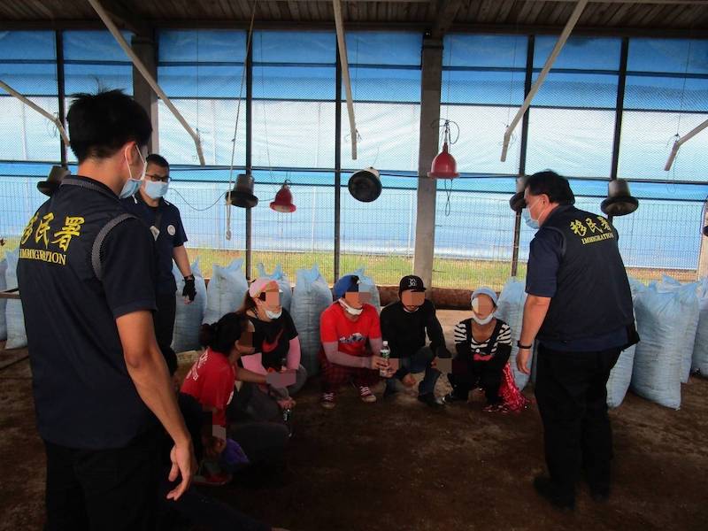 ▲移民署嘉義縣專勤隊官員在養雞場查獲從事清理雞糞工作的失聯移工。（圖／移民署提供）