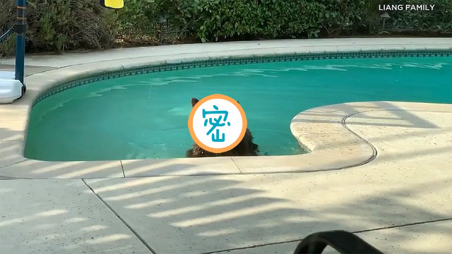 ▲美國加州氣溫飆高，一位居民就發現自家泳池闖入了「棕毛怪客」，讓他嚇得退回房內，只好認輸等他泡夠了離開。（圖／翻攝自臉書《AccuWeather》）