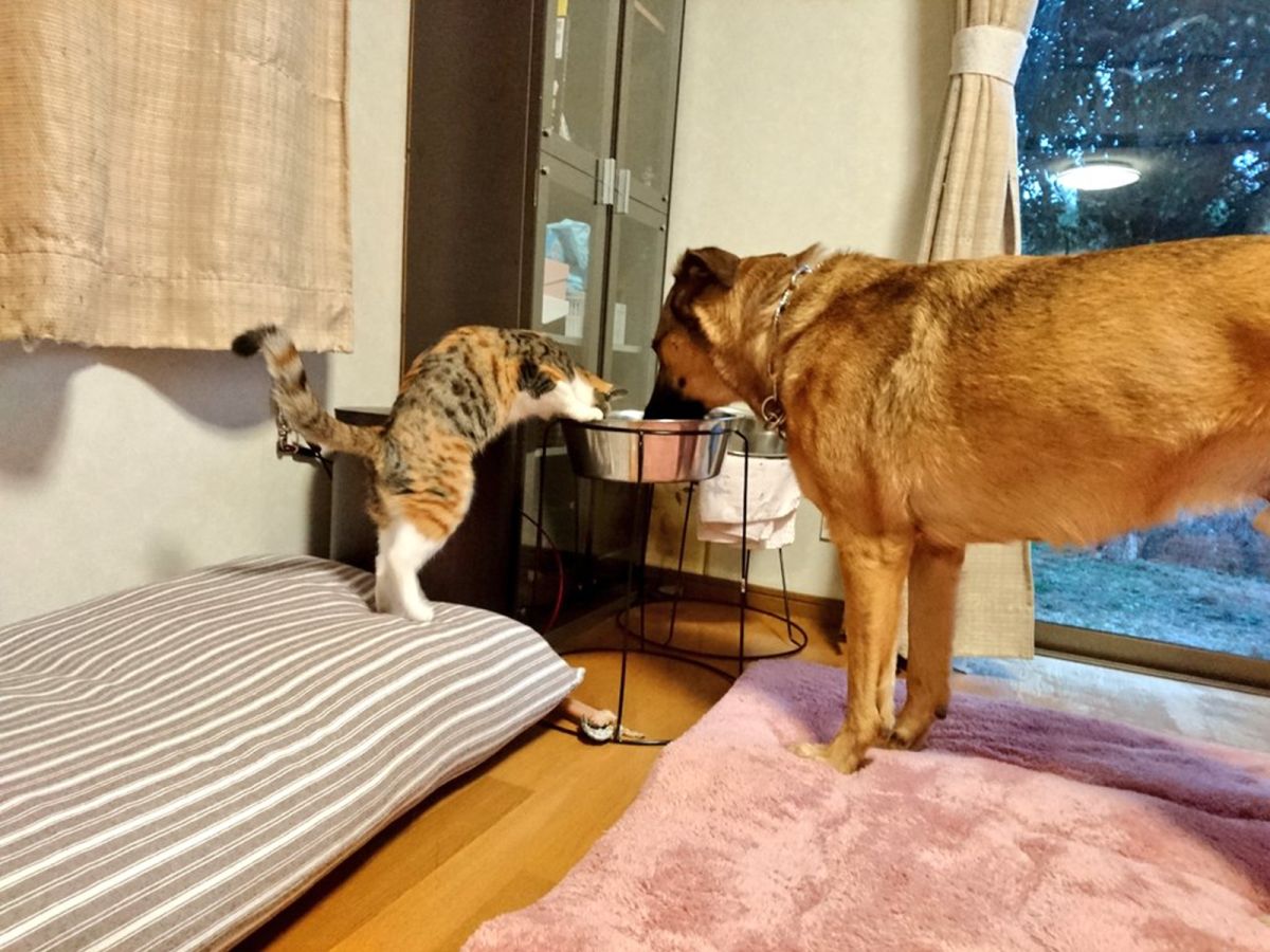 ▲日本推主養的三花貓，就算踮腳腳來仍堅持喝大狗的水碗！（圖／Twitter@Ayoster_classic）