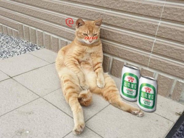 ▲網友直接發揮創意，幫牠P上啤酒罐，表示大叔貓其實是喝掛了還在宿醉。（圖／翻攝自網友吳承鋒）