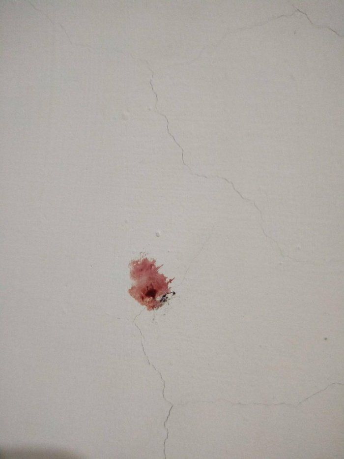▲蚊子被女網友打死在牆上。