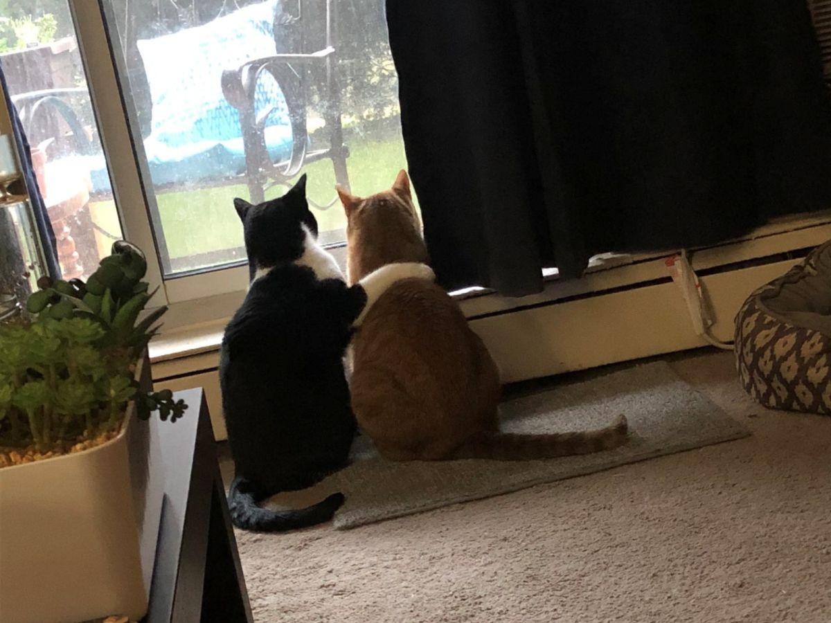 ▲國外一名女子艾瑪（Emma Patricia）家中貓咪打鬧聲總是不絕於耳，一天卻格外安靜，她回頭看到賓士貓諾曼（Norman）和橘白貓諾亞（Noah）超暖的一幕，整顆心都融化啦。（圖／Emma Patricia）