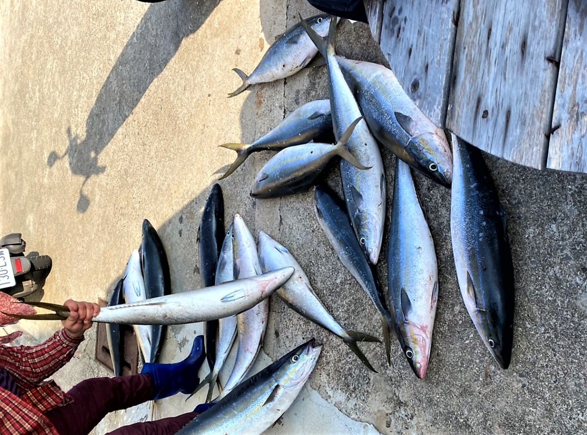 ▲知名的雙心石滬捕獲4.500條高經濟價值的雙帶鰺，每條大約有4、5斤，漁獲上岸之後立即由知名的「香腸伯」臉書平台直播拍賣，讓大家發了一筆小財。（圖／七美民眾提供）