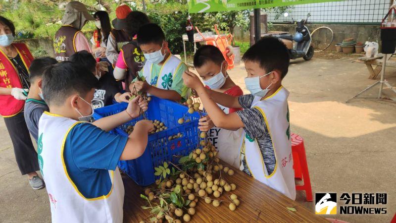▲芬園鄉文德國小學生到社區生產龍眼的農家,進行「龍眼」食農教育的體驗活動。(圖/記者陳雅芳攝,2020.08.20)