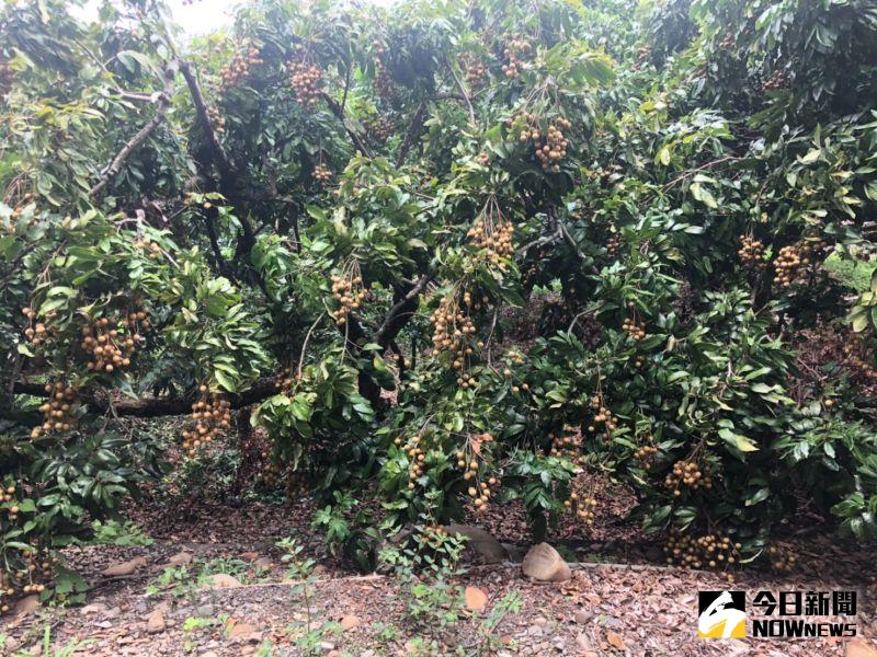 ▲正值龍眼盛產期,彰化縣社頭鄉山腳路上果園已經結實纍纍。(圖/記者陳雅芳翻攝,2020.08.20)