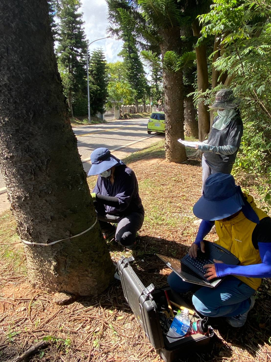 ▲瓊義路部份小葉南洋杉因中空腐朽率達50%以上，22日將進行伐除。(圖/金門縣林務所提供)