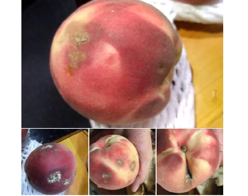 ▲有網友到好市多買了水蜜桃，怎料一覺醒來卻爛了4顆，讓她不禁直呼「真慘啊！」而內行網友對此則分享「保存關鍵」，即「買回家後盡快放進冰箱冷藏」。（圖／翻攝自臉書社團《Costco好市多 商品經驗老實說》）