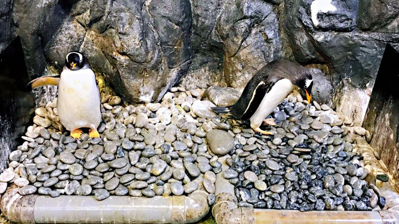 ▲屏東海生館此時正迎來「企鵝繁殖季」,企鵝缸內地面鋪上許多鵝卵石,讓企鵝可以透過「求婚鑽石」叼石頭尋找心愛的另一半。(圖/海生館提供)