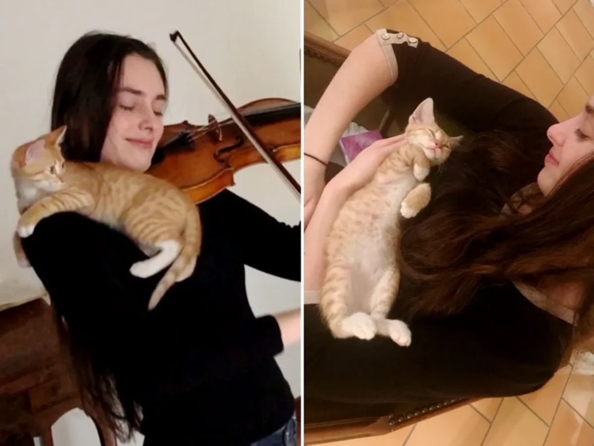 ▲國外一名古典小提琴家伊瑟同時也是一名中途媽媽，日前她中途到一隻小橘貓小玫瑰花（Petit Rose）。當她一拉琴牠便直闖練琴室，成為她的最佳小聽眾！（圖／Esther Abrami）