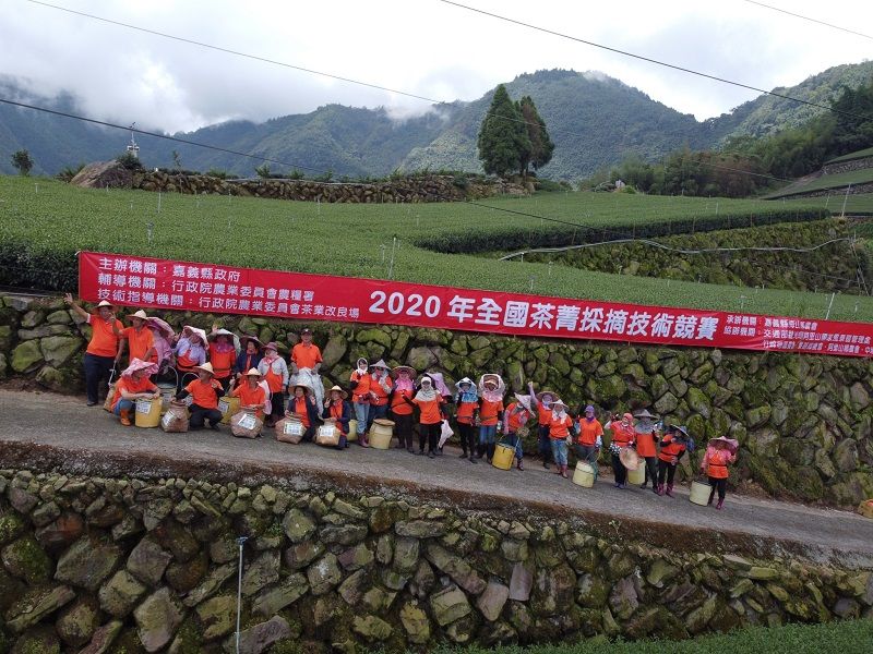 ▲農委會今(24)日上午在嘉義縣舉辦「2020全國茶菁採摘技術競賽」,有來自全國100多位採茶好手報名參賽。(圖/嘉義縣政府提供)
