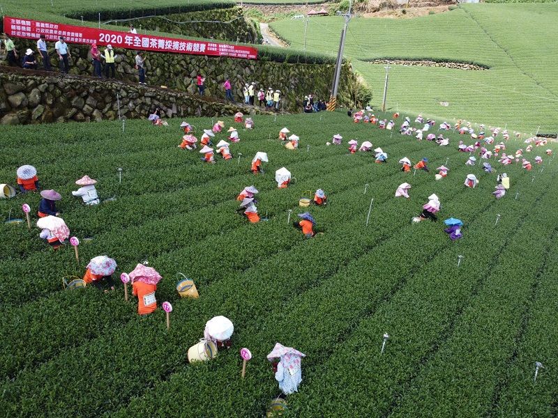 ▲農委會在嘉義縣舉辦「2020全國茶菁採摘技術競賽」,有來自全國100多位採茶好手報名各顯身手參賽。(圖/嘉義縣政府提供)
