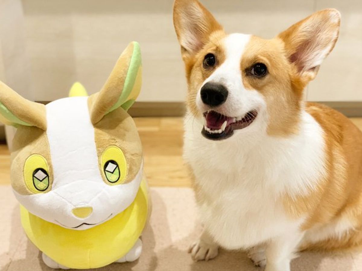 ▲柯基滿兩歲生日這天，主人準備寶可夢的「來電汪」玩偶送牠！（圖／翻攝自YouTube@コーギーむぎ）