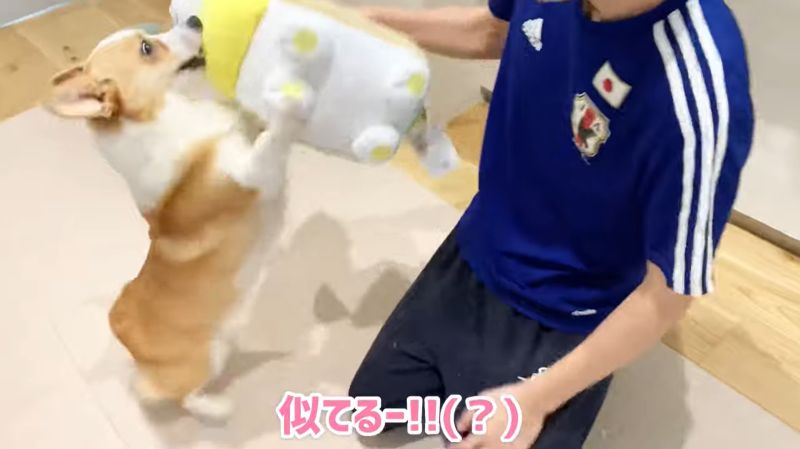 ▲咦~?這是蝦咪?(圖/翻攝自YouTube@コーギーむぎ)