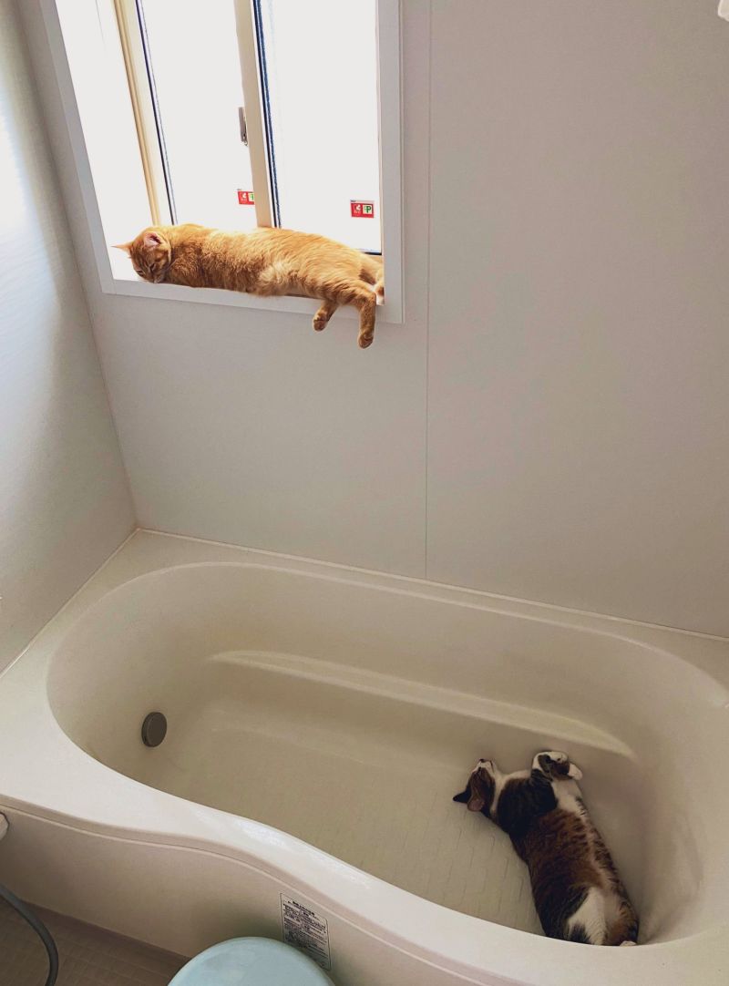 ▲貓咪的避暑勝地：浴室！（圖／Twitter@zEChPHPqG2t32nT）