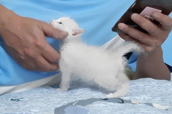 ▲小毛球是小云從中途之家領養來的小貓，當時還是奶貓的牠幾乎全身都是白毛（圖／網友小云授權提供）