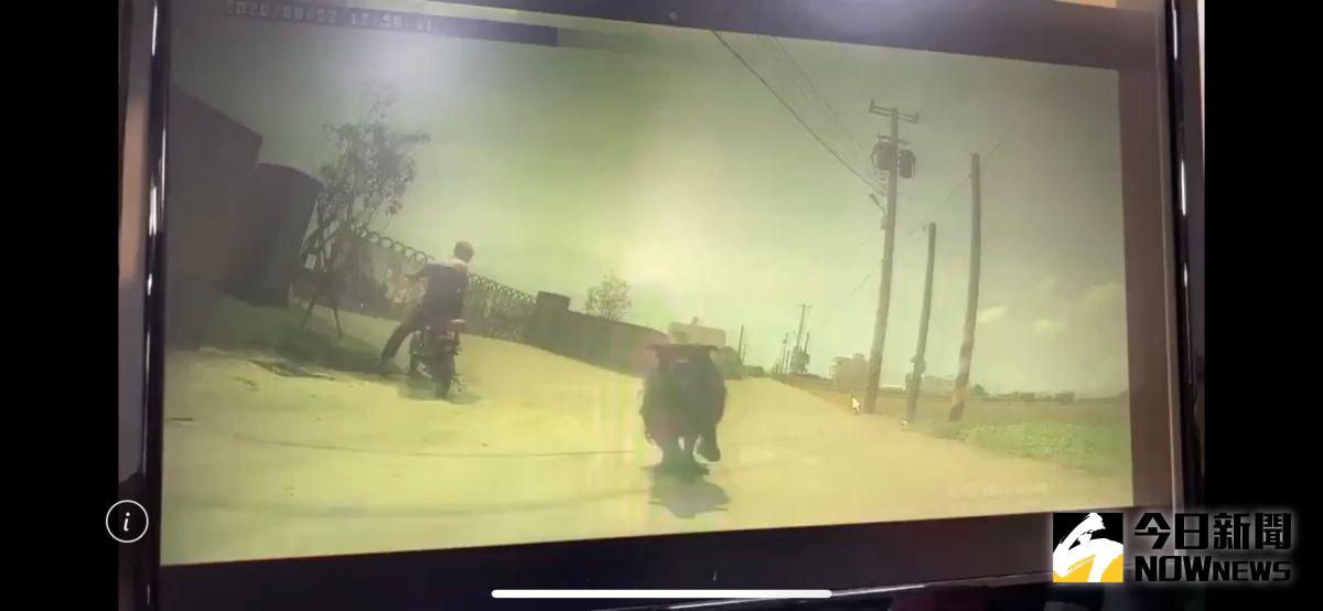 ▲外送飲料慘被獒犬追咬，外送員嚇得猛催油門逃命，獒犬還在後狂追，所幸機車速度比獒犬快逃過一劫。（民眾提供，2020.08.25）