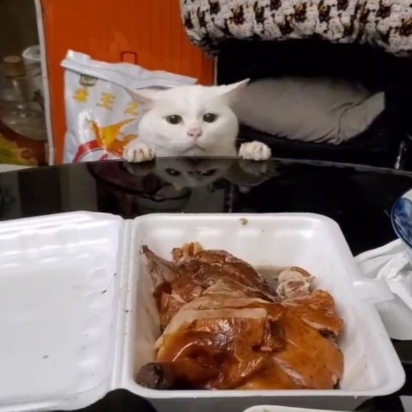 ▲網友家的吃貨白貓「阿七」緊盯著桌上的大雞腿，卻怎麼樣也撈不到肉肉（圖／網友Teko
