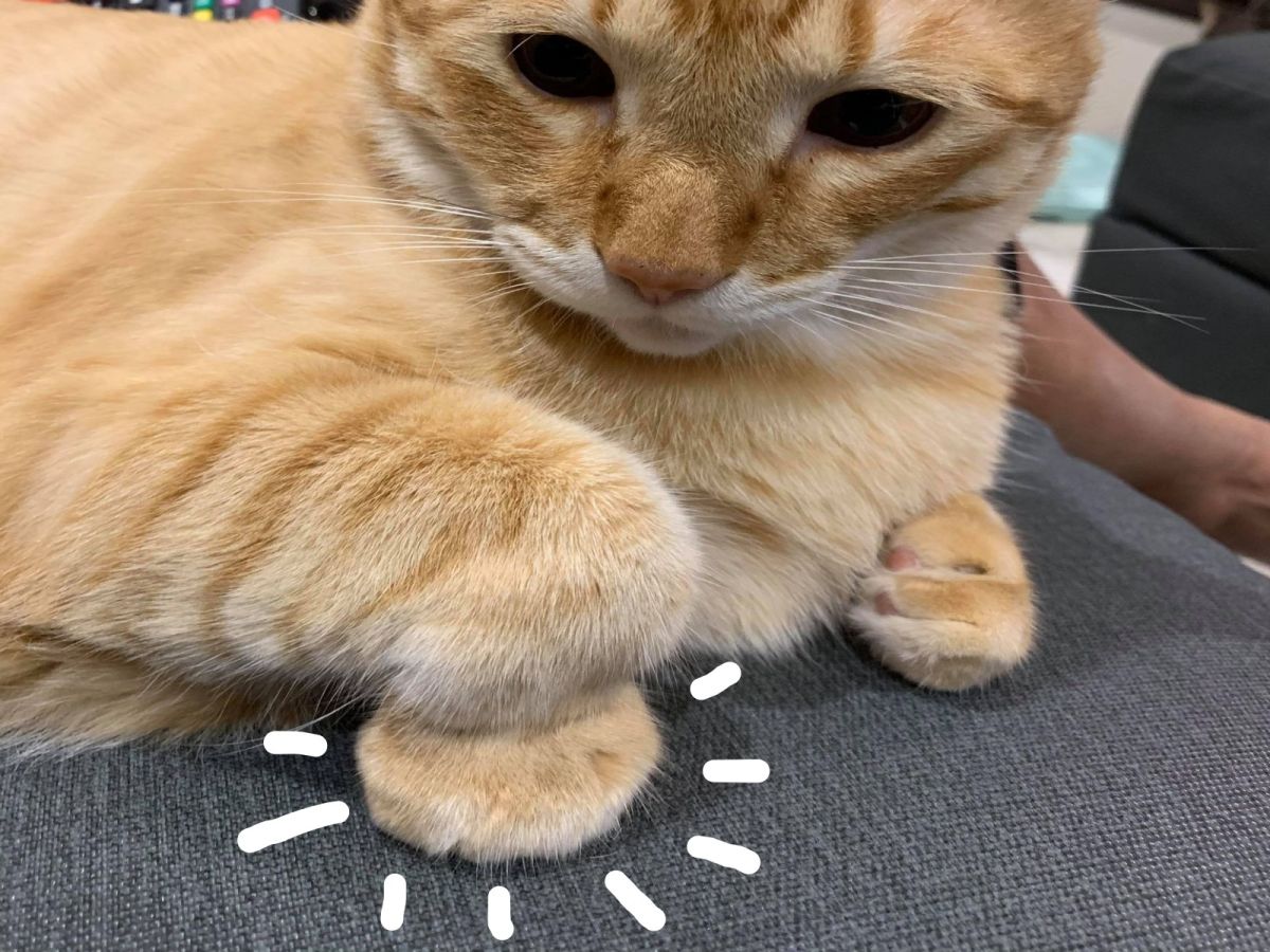 ▲橘貓以奇妙姿勢折手手，讓奴才笑說是肉太多折不過去（圖／網友Casper Yeh授權提供）