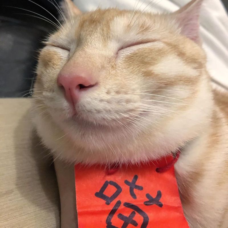 ▲小肉鬆的出現幫助主人走出憂鬱症。(圖/IG@imyour_floss授權)
