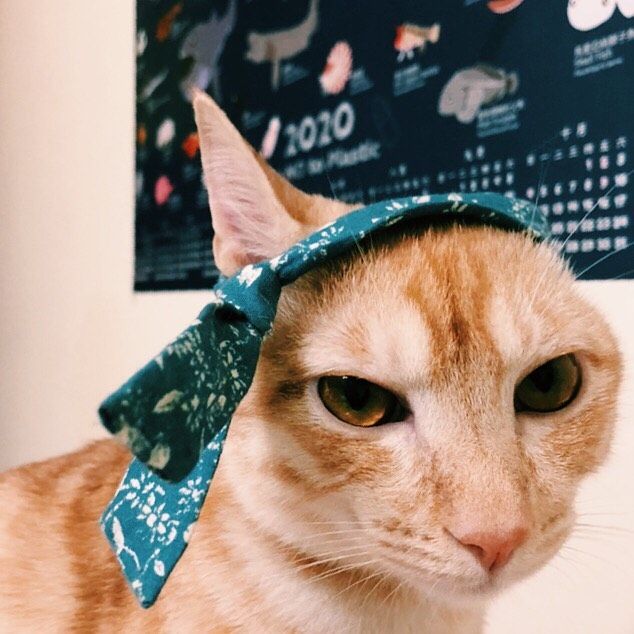 ▲主人姐姐賢慧地為牠做了一條領巾。(圖/IG@imyour_floss授權)