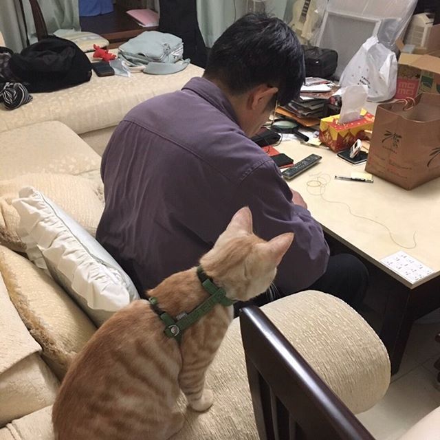 ▲小肉鬆:「阿公~我的玩具好了沒呀?」(圖/IG@imyour_floss授權)