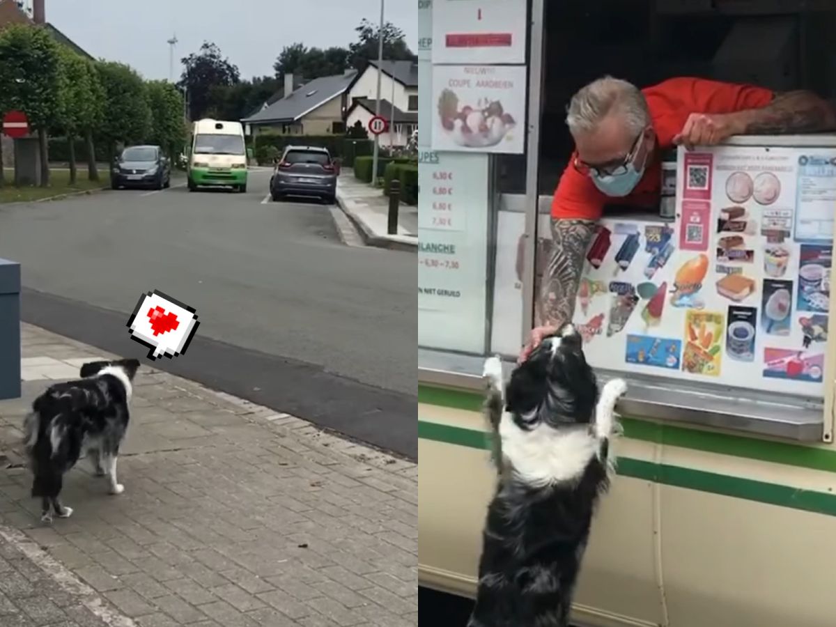 ▲國外一名女子妮科（Niko Tanghe）的狗狗露娜（Luna）每次聽到冰淇淋胖卡的音樂便會奪門而出，等待和叔叔的巧遇。（圖／Facebbok@I am Luna bordercollie）