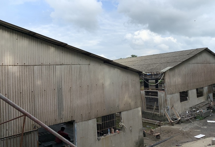 ▲開放美豬美牛進口，豬農覺得無奈，希望政府提配套說服國人。(圖／記者陳惲朋攝）