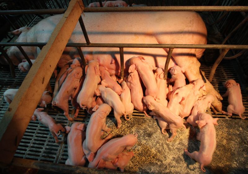 農委會協調百億基金升級養豬業　豬農不想被摸頭
