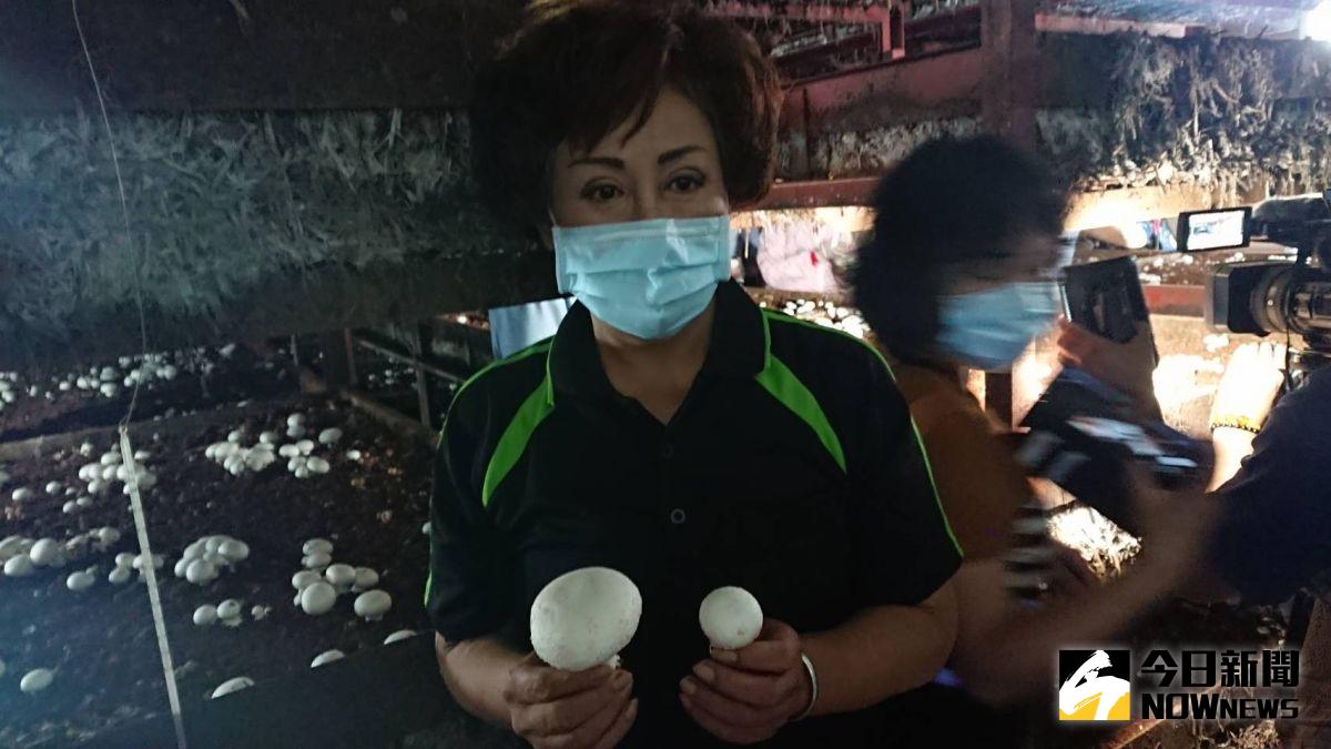▲興家菇類栽培農場培育霸王洋菇，獨特技術栽培比別人大一號的「霸王洋菇」，外型又白又圓，就像蔬菜類的珍珠。（圖／記者陳雅芳攝，2020.08.28）