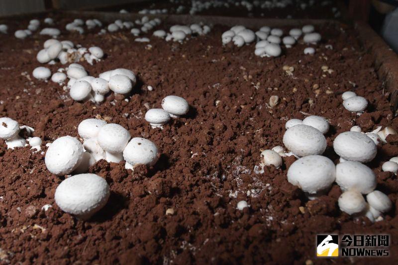 ▲彰化是全臺灣最大的洋菇栽種區域，傳統種洋菇只能在冬季。（圖／記者陳雅芳攝，2020.08.28）