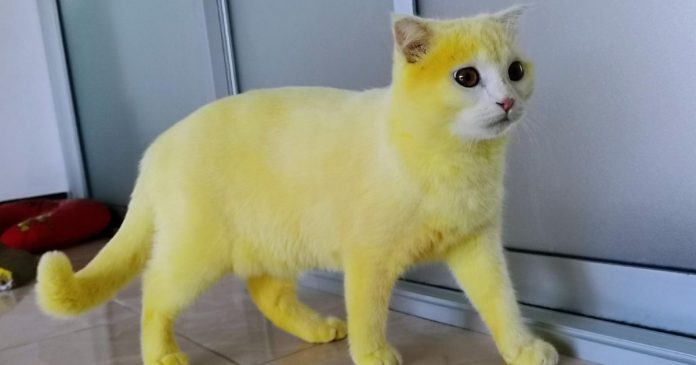 ▲圖／取自臉書@mycatYellow