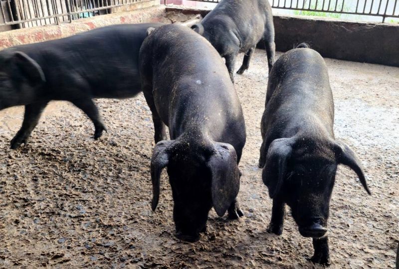 ▲黑豬在屏東縣也有不少養豬戶飼養。（圖／屏東縣政府提供 , 2020.08.29）