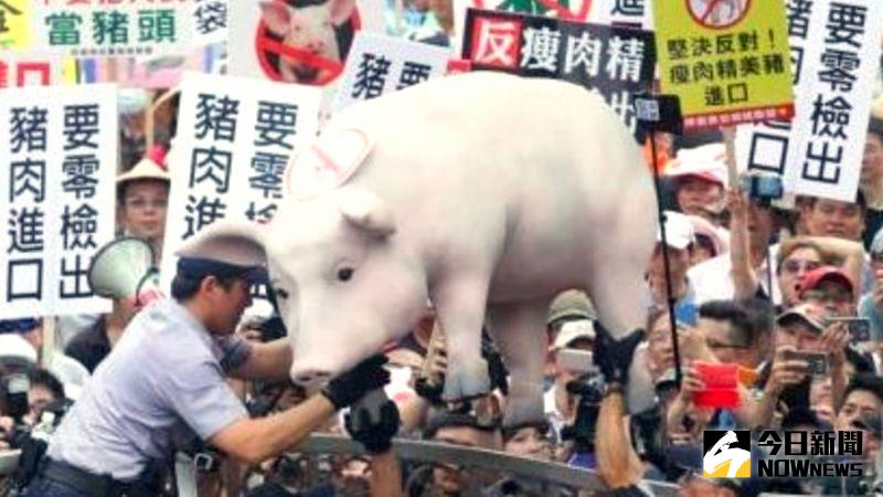 ▲中央政府宣布開放含瘦肉精「美豬美牛」進口，國民黨痛批民進黨執政是黑心政府、黑箱作業（圖／NOWnews資料照）