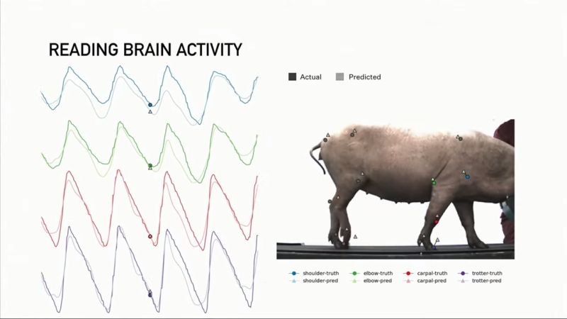 ▲現場用活豬示範，植入晶片後可以將豬隻的腦波呈現到電腦上。（圖／翻攝自Neuralink的YouTube影片截圖）
