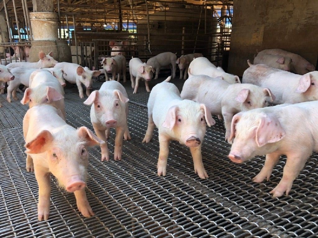 ▲毒物專家提醒，含有萊克多巴胺的美豬，孕婦與幼童，還有心血管疾病患者，應該盡量避免食用。(圖／資料照)