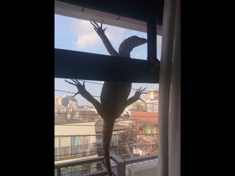 ▲日本推主一打開窗簾，便發現自家陽台出現一隻超大蜥蜴。（圖／Twitter@okamiosake）
