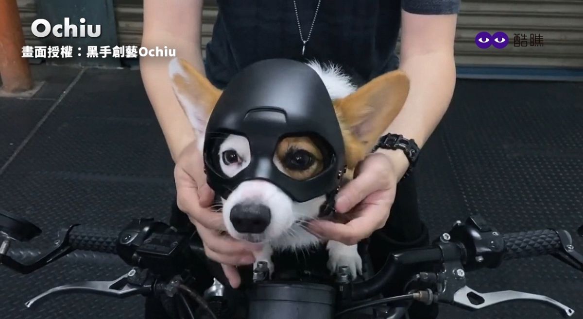 ▲ 柯基戴上專屬安全帽，呆萌又帥氣！（圖／黑手創藝Ochiu　授權）