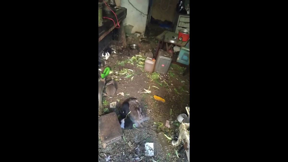 ▲獨居老人把兔子當做老婆養，結果越養越多，臭氣沖天讓鄰居苦不堪言。（圖／市議員黃敬平提供）