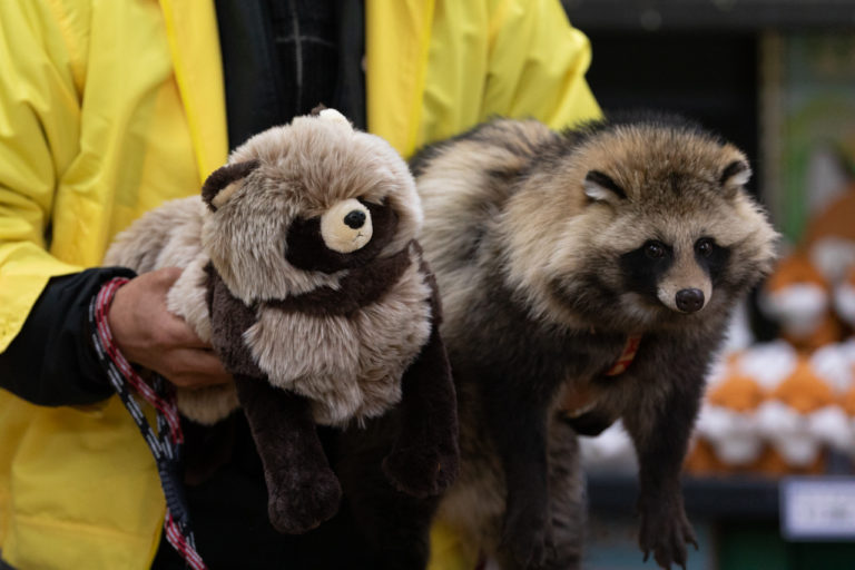 日本「北狐牧場」的擁有一群可愛狸貓，趁著狸貓的人氣、業者推出仿真玩偶！（圖／Twitter@onraisan）