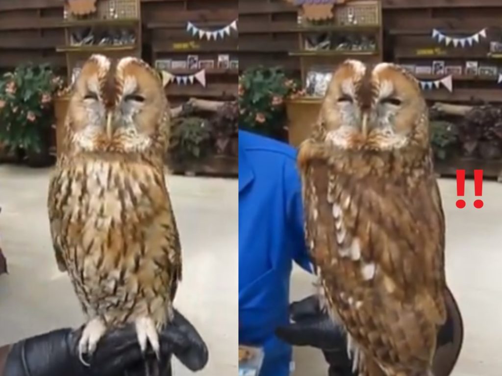 日本一隻貓頭鷹不管身體怎麼轉，臉部始終朝向鏡頭，被網友笑說是自備防抖功能（圖／twitter@matsuevogelpark）