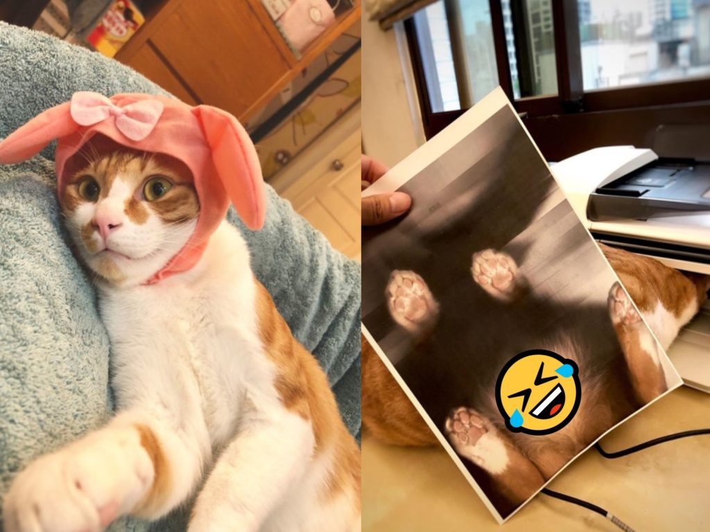 網友的橘白貓佔領印表機後被彩色列印（圖／網友玖豪授權提供）