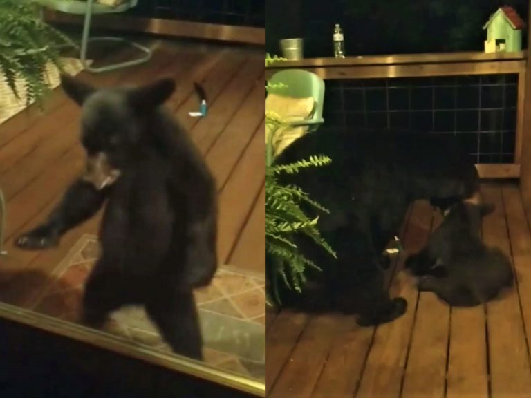 熊寶寶好奇探頭試圖闖進屋　下秒媽現身慘遭教訓！
