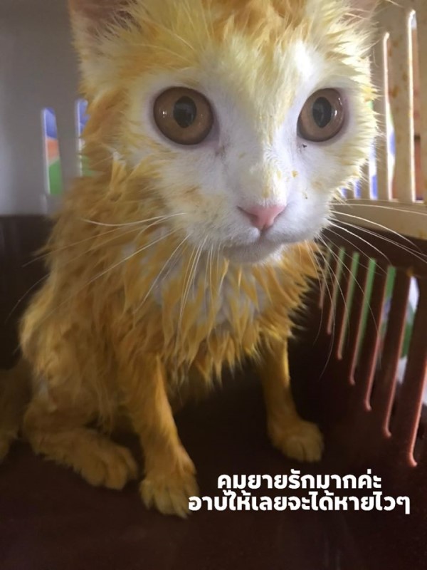 貓咪擦薑黃膏治黴菌　變身「皮卡丘喵」網驚訝：長知識了！