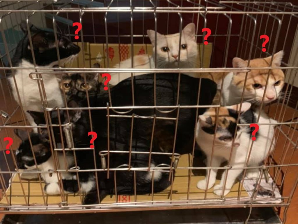 網友住家附近日前發生火災，她將所有貓咪塞進籠一次扛下樓逃生（圖／網友吳莉綺授權提供）