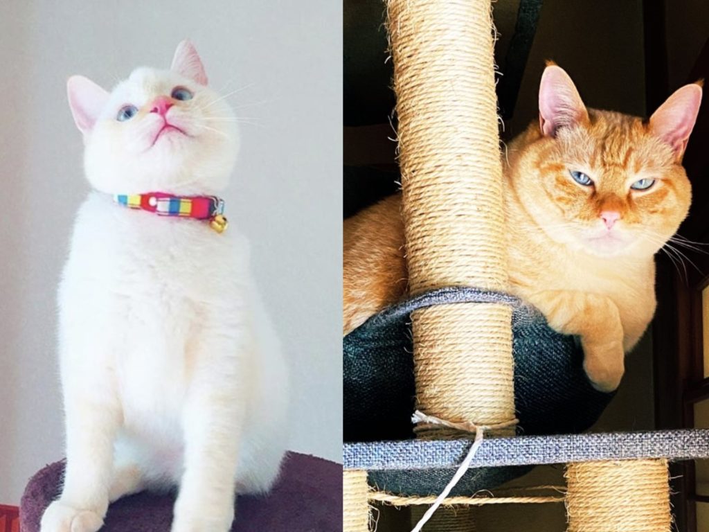 日本一飼主分享萌萌小白貓變成厭世大胖橘的照片引起網友熱議（圖／twitter@machiko798）