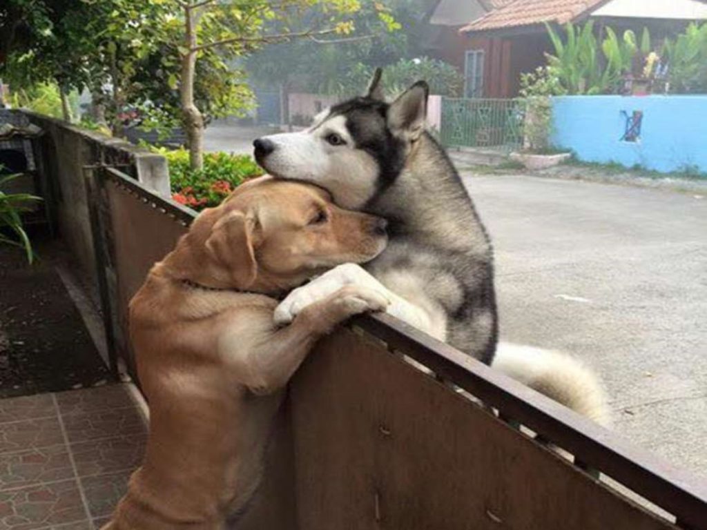 哈士奇因為一個人在家太寂寞，跑到隔壁找拉拉好友討拍陪伴（圖／ORANIT KITTRAGUL）