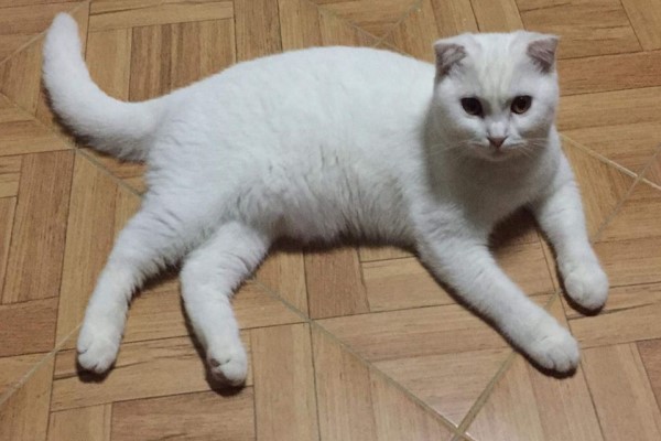 貓咪擦薑黃膏治黴菌　變身「皮卡丘喵」網驚訝：長知識了！