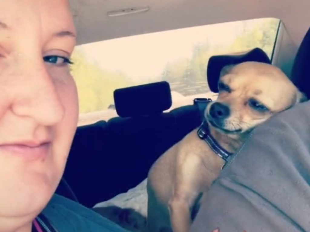 吉娃娃因為很愛爸爸，竟然依靠在爸爸身上撒嬌順便挑釁媽媽（圖／Tik Tok@alicialuvlee12）