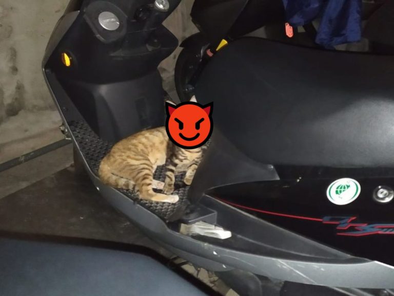 網友準備牽車時，遇見一對虎斑貓霸占著摩托車不走（圖／網友Wade Cheng授權提供）